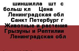 шиншилла 2 шт. с больш кл. › Цена ­ 2 500 - Ленинградская обл., Санкт-Петербург г. Животные и растения » Грызуны и Рептилии   . Ленинградская обл.